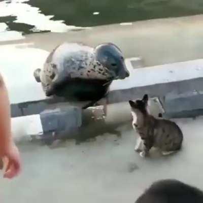 Cat Vs Seal