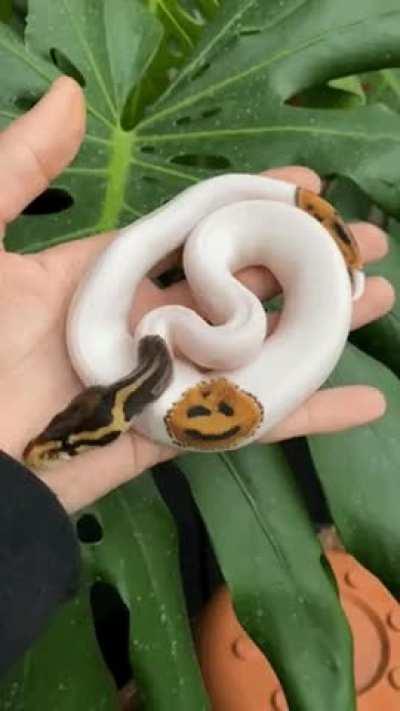 Smiley face pattern on a snake!