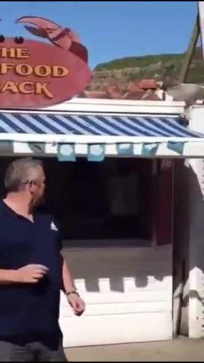 Seagull gets a punch to the face for trying to steal mans prawns