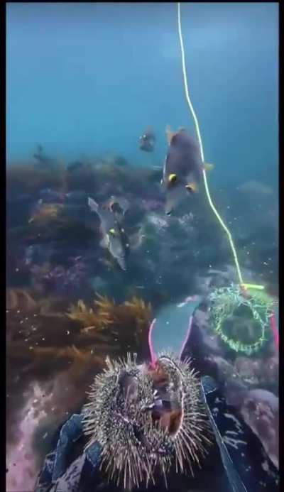 Diver feeding invasive urchins to fish