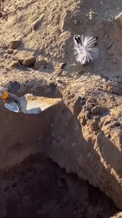 Successful shovel rescue