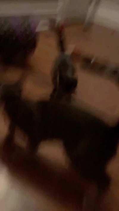 The Battle of Goosifer and Finniken