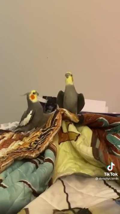 Septembirbs(credits:destiny)