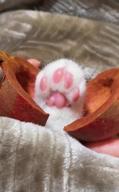 Mysterious exotic fruits