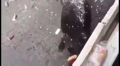 Mess with the bull, get the horns