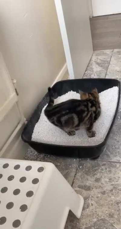 My kitten having a nice wee.