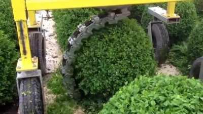 Not your average hedge trimmer