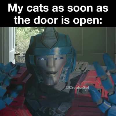 My cats as soon as the door is open: