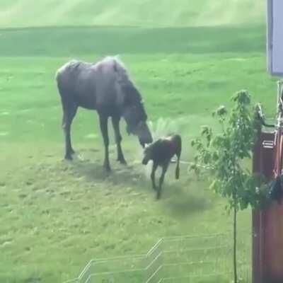 Baby moose discovers a sprinkler..