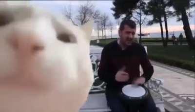 Second attempt to upload the vibing bongos cat with audio, let's see if I can get it right this time, not ticking the 