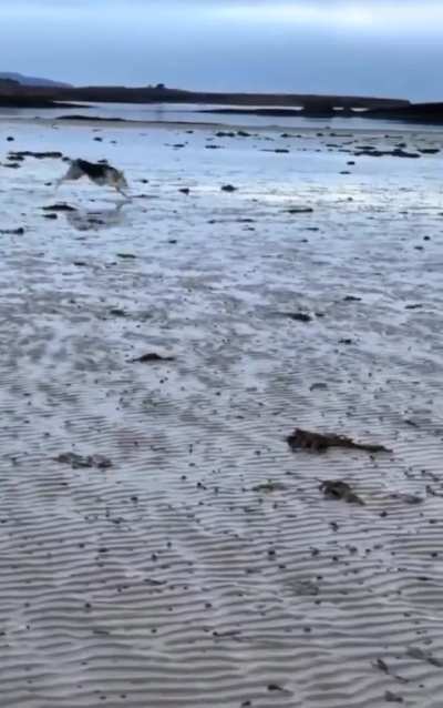 Dog experiences the beach for the first time