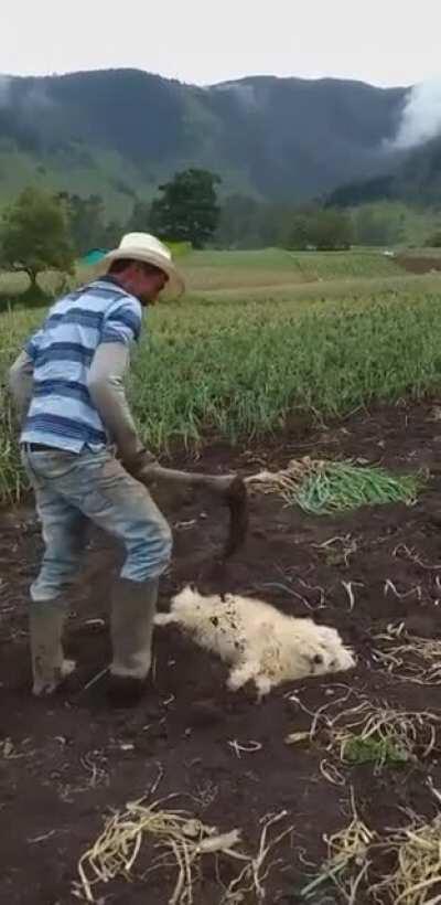 I guess I'm a seed now