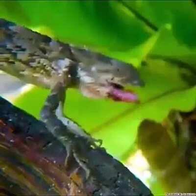 Never underestimate your opponent.