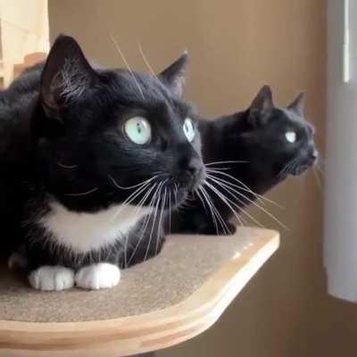 Thats...uhhh....an interesting cat you got there