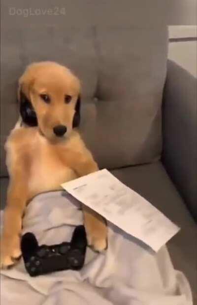 Deadbeat Dog needs a job