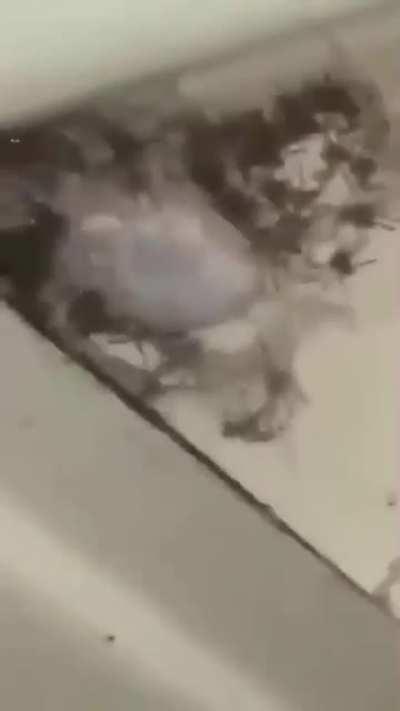 Os Minions,o tesouro no casulo e o Boss escondido