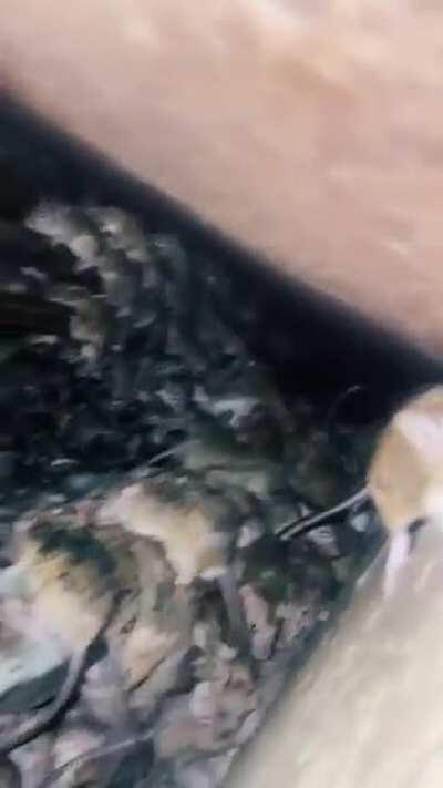 Thanks, I hate rats under my floor