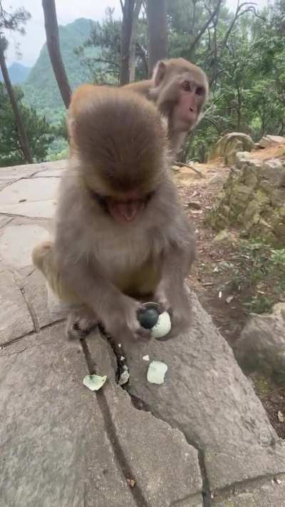 Look at this monkeys reaction to a century egg , a traditional Chinese delicacy 🔊😀