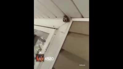 Floyd Gets a Gobblegum