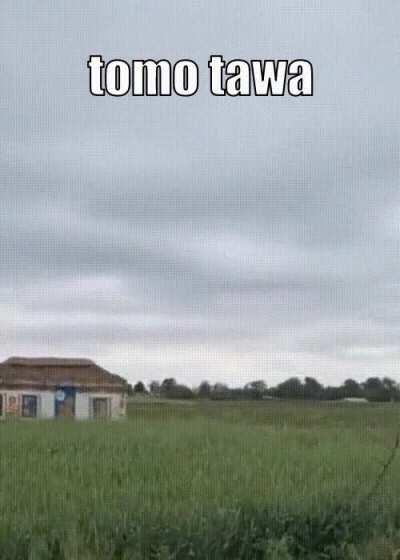 tomo tawa