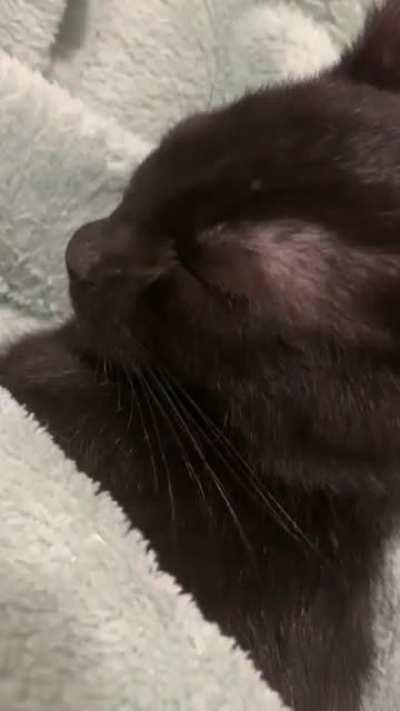 Purring baby is tucked in 🥰