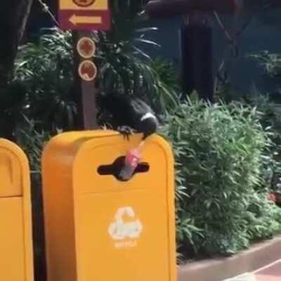 A crow doing his part to save the planet