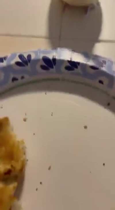 Birbs living still in the hooman world are being denied basic needs and oppressed.