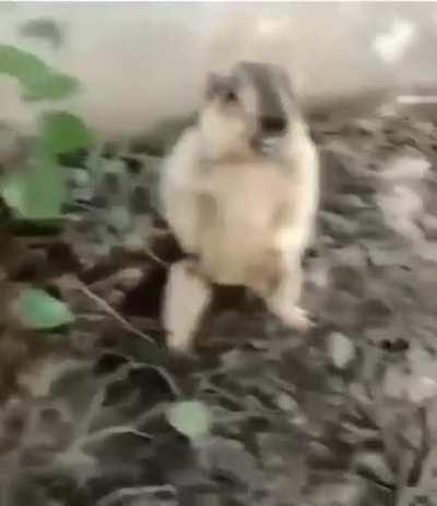 Can you get us our ball?