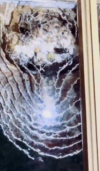 bald-faced wasps install a Hive-Definition Television for homeowners