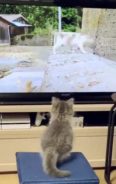 Kitty wants to join in