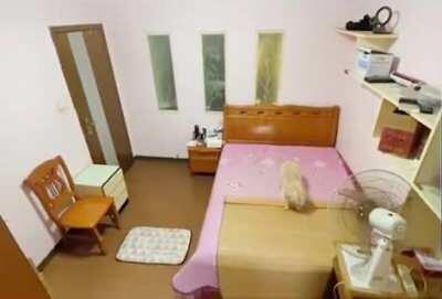 The secret life of pets