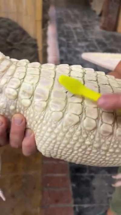 Coconut, the albino gator, loves scrubbies.