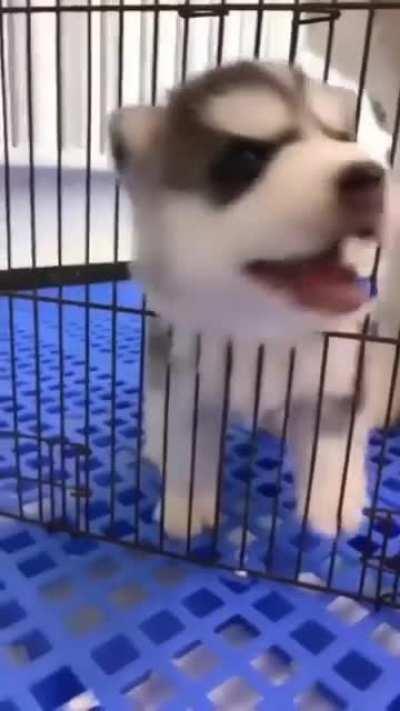 So dramatic huskie baby. That “wah” when he pulled out was everything