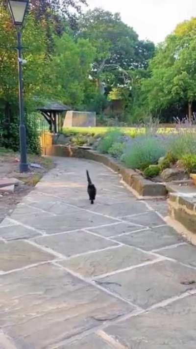 Looks like this cat is in a good mood.