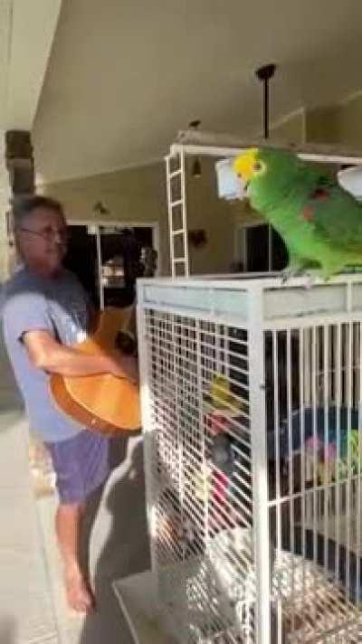Bird sings along with perfect pitch to man playing guitar
