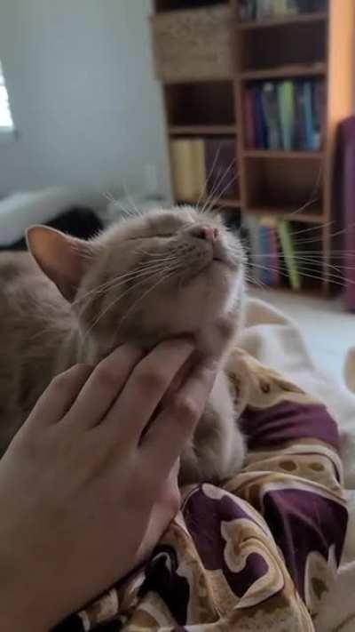 Not quite yelling, but more aggressive purring