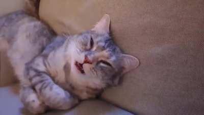 Сон корейской кошки