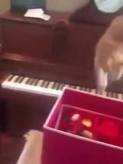 PIaNo pHObiC cAT TricKed bY SIck FuCk