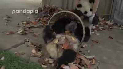 Zoo keeper desperately tries to rake leaves. But the pandas don't allow it