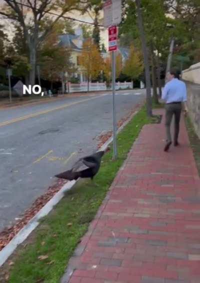 Turkeys are a menace