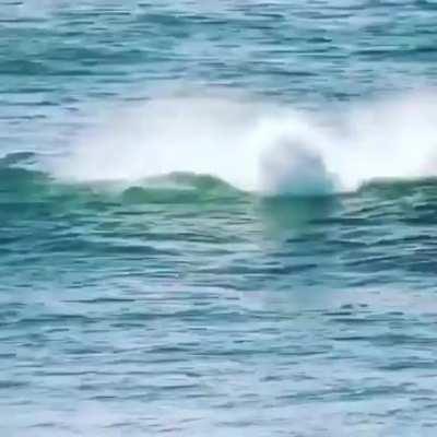 Just trying to paddle surf, but the dolphin mafia arrive