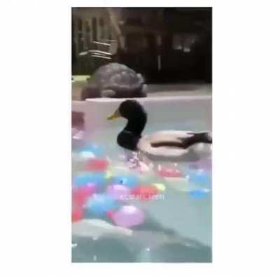 DeFeNsiVeLesS wOmAn bRuTaLLy aTtaCkEd bY dUck