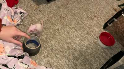 My adorable pet rat Feta is learning to play basketball!