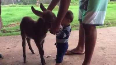 Baby donkey meets baby human.