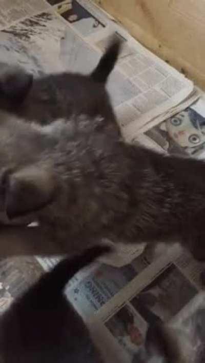 One way to lose an arm