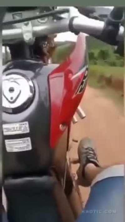 Let's just ride our bike and do a dangerous stunt at a dangerous track with dangerous animals