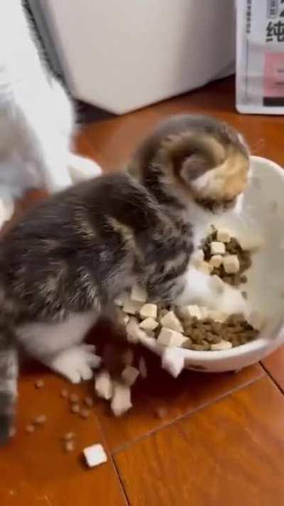 Smol and pawssessive kitty.