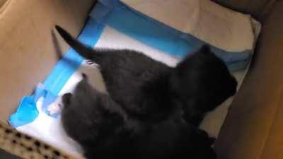 Some 3-5 week old kittens rescued from a rainy jobsite