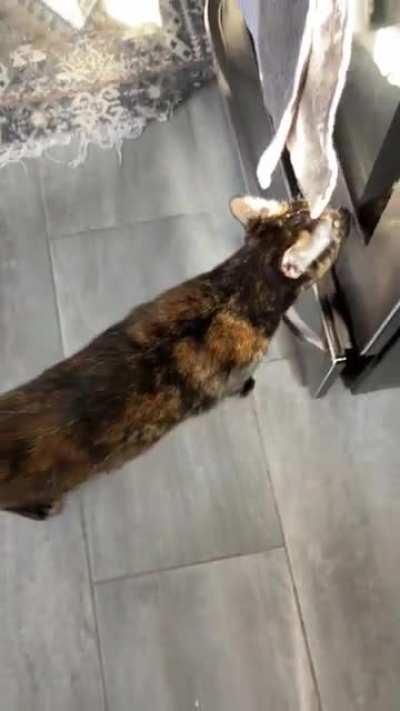 New kitchen, same morning conversation. You all loved Gracie so much last time so here’s another dose or our morning chats ❤️