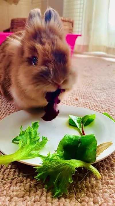 Tea time with Luna, she’s so loud!